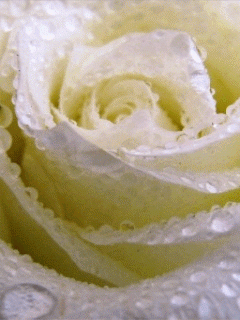 GIF белая роза для телефона