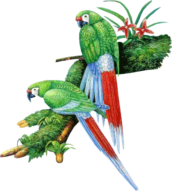 Два зеленых попугая