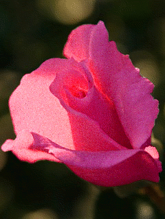 Розовая роза для телефона