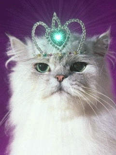 Кот в короне 240×320