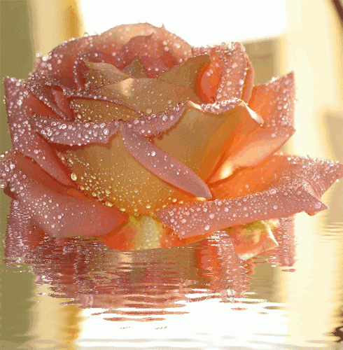 Красивая роза в воде