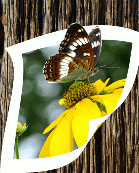 Картинка бабочка на цветке