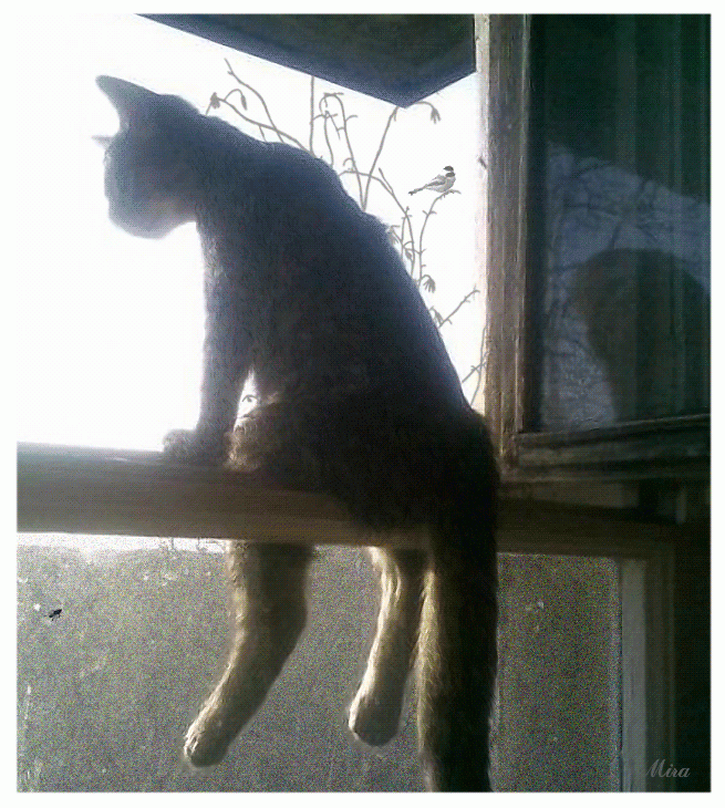 Кот сидит на окне