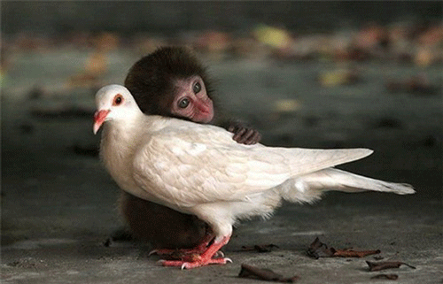 Фото прикол с обезьяной и голубем