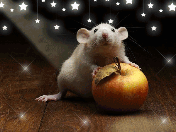 Танцующая мышь