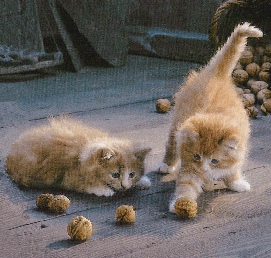 Играющиеся котята
