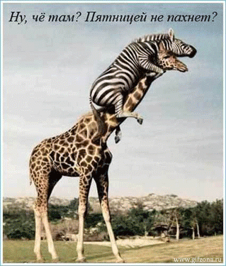 Жираф и зебра