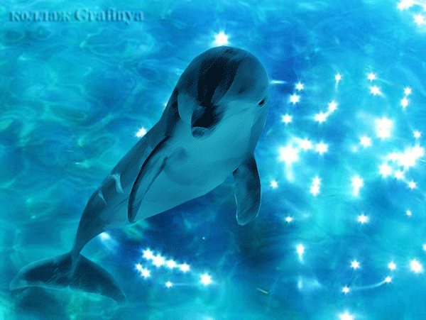 Дельфин на воде