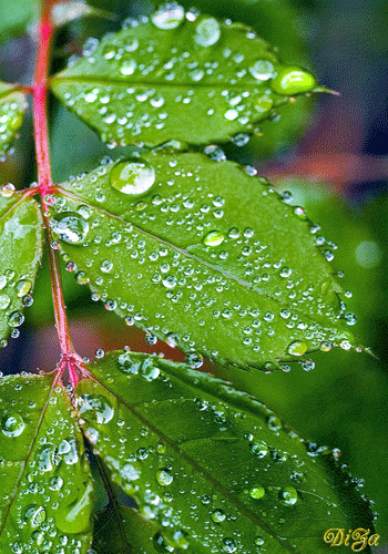 Капельки воды на листьях