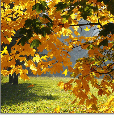 Листья золотой осени