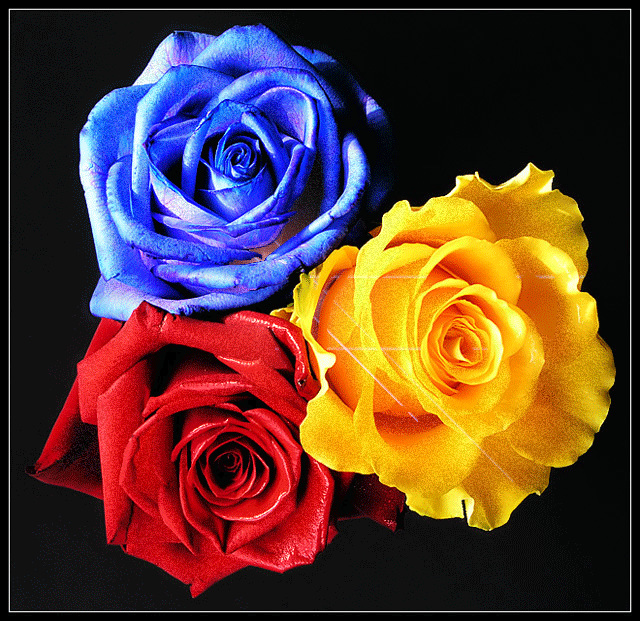 Цветные розы