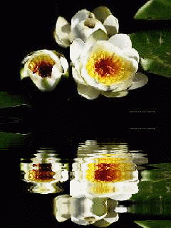 Отражение цветов в воде