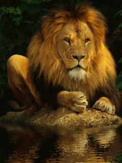 Животное лев