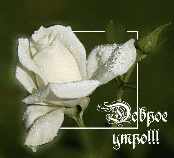 Белая роза на утро