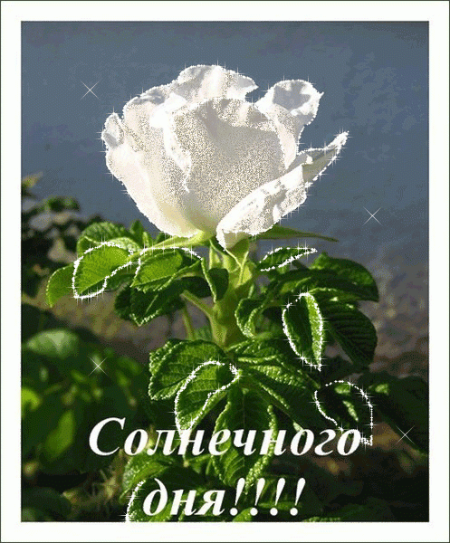 Белая роза на фото