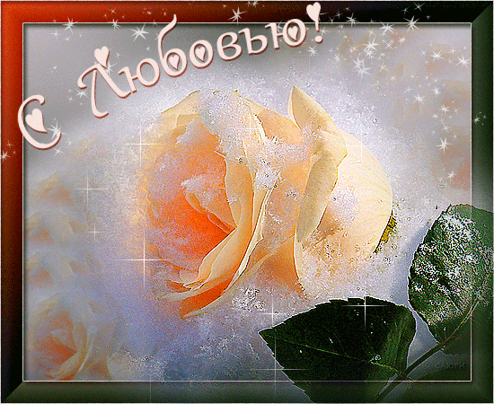 Роза чайного цвета