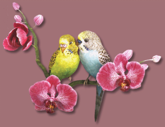 Анимация любовь попугаев