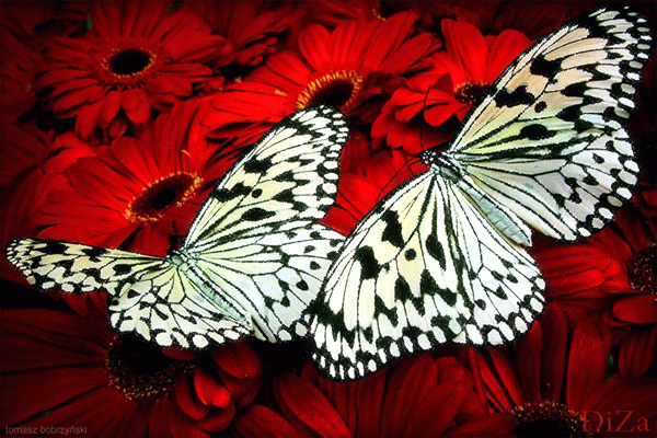 Картинки бабочек и цветов