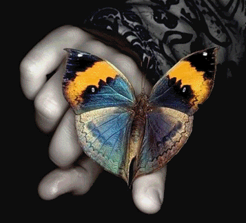 Бабочка на руке GIF