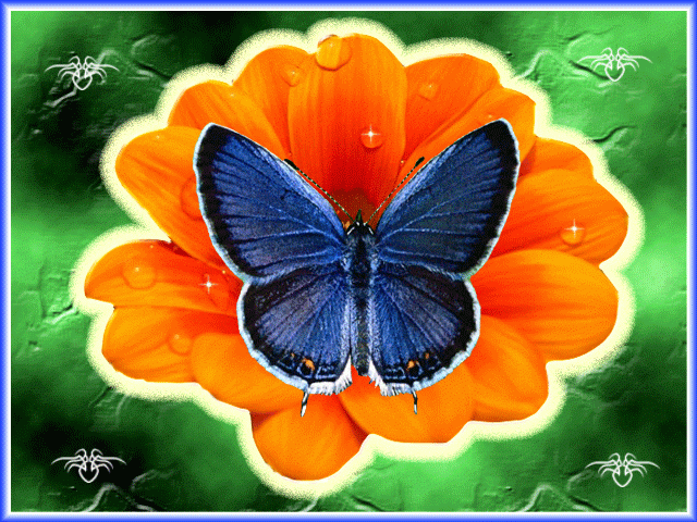 Синяя бабочка на фото