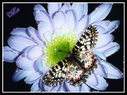 Картинки с бабочками и цветами