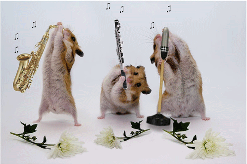 Мыши музыканты