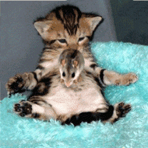 Мышка на пузе у кошки