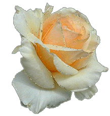 Красивая блестящая роза