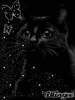 Черно белый котенок