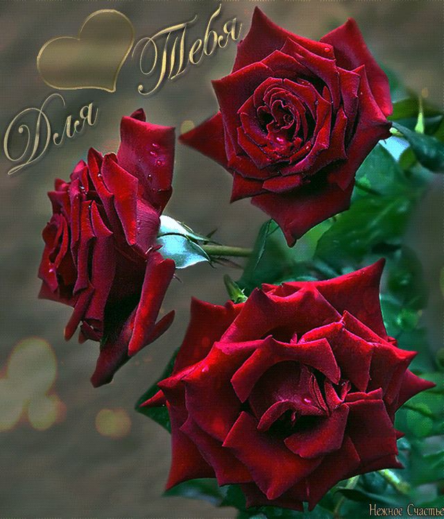 Гифка с розами для тебя