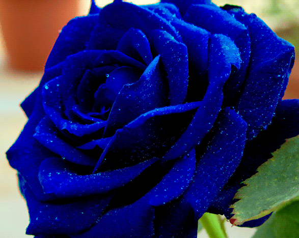 Синяя роза в капельках воды